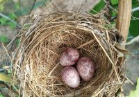 Berapa Hari Telur Burung Kutilang Menetas? Informasi Lengkap dan Fakta Menarik