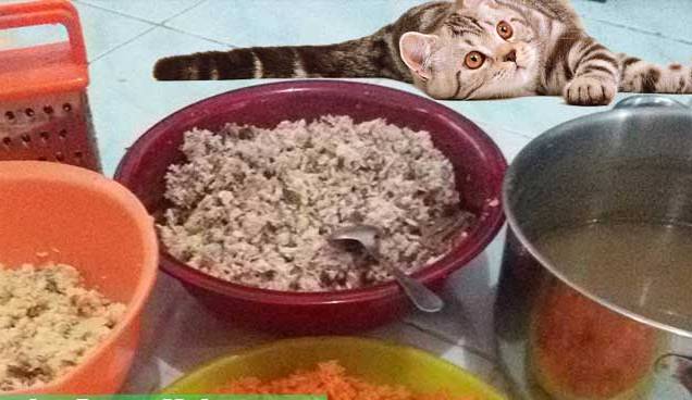 Makanan untuk Kucing Anggora: Apa yang Tepat untuk Membuatnya Sehat dan Cantik?