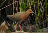 Burung Emprit Sawah: Mengenal Lebih Dekat Spesies Unggul yang Menghiasi Persawahan
