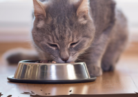 Makanan untuk Kucing Persia Agar Cepat Gemuk: Panduan Lengkap