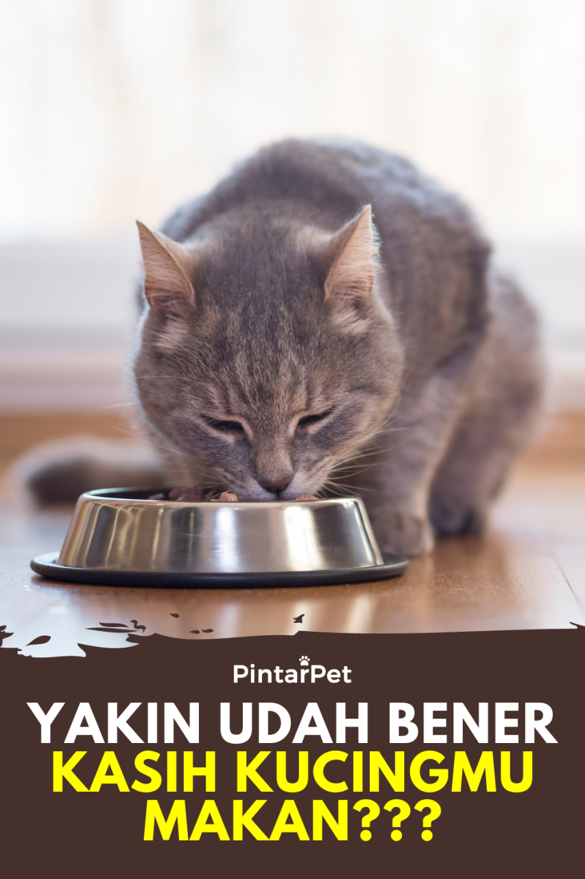 Makanan untuk Kucing Persia Agar Cepat Gemuk: Panduan Lengkap