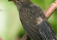 Burung Emprit Terbang di Malam Hari: Fenomena Alam yang Unik