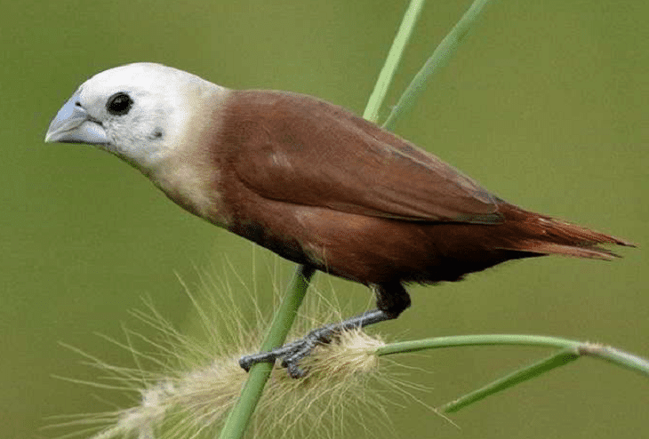 Berikut adalah artikel tentang burung emprit Sulawesi dengan 1600 kata: