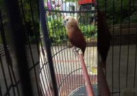 Burung Emprit Termahal: Mengungkap Keistimewaan dan Harga yang Fantastis