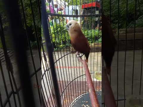 Burung Emprit Termahal: Mengungkap Keistimewaan dan Harga yang Fantastis