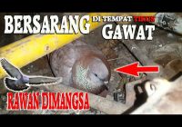Berapa Hari Telur Burung Gereja Menetas?