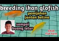 Berapa Hari Telur Ikan Glofish Menetas?