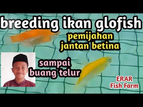 Berapa Hari Telur Ikan Glofish Menetas?