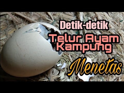 Berapa Hari Telur Ayam Menetas Setelah Dierami? - Informasi Lengkap
