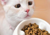 Makanan Kucing Anggora Umur 1 Bulan: Memahami Kebutuhan Nutrisi yang Tepat