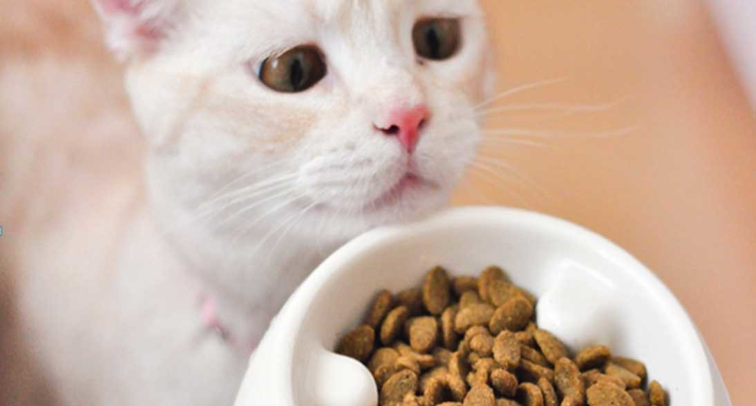 Makanan Kucing Anggora Umur 1 Bulan: Memahami Kebutuhan Nutrisi yang Tepat