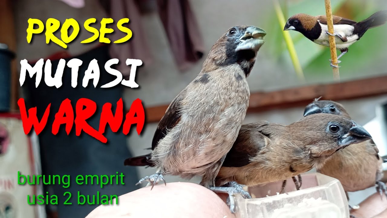 Burung Emprit Suka Makan Apa?