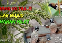 Makanan Burung Emprit Liar: Tips dan Informasi Lengkap