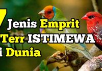 Burung Emprit Jenis: Mengenal Karakteristik dan Ciri-Ciri