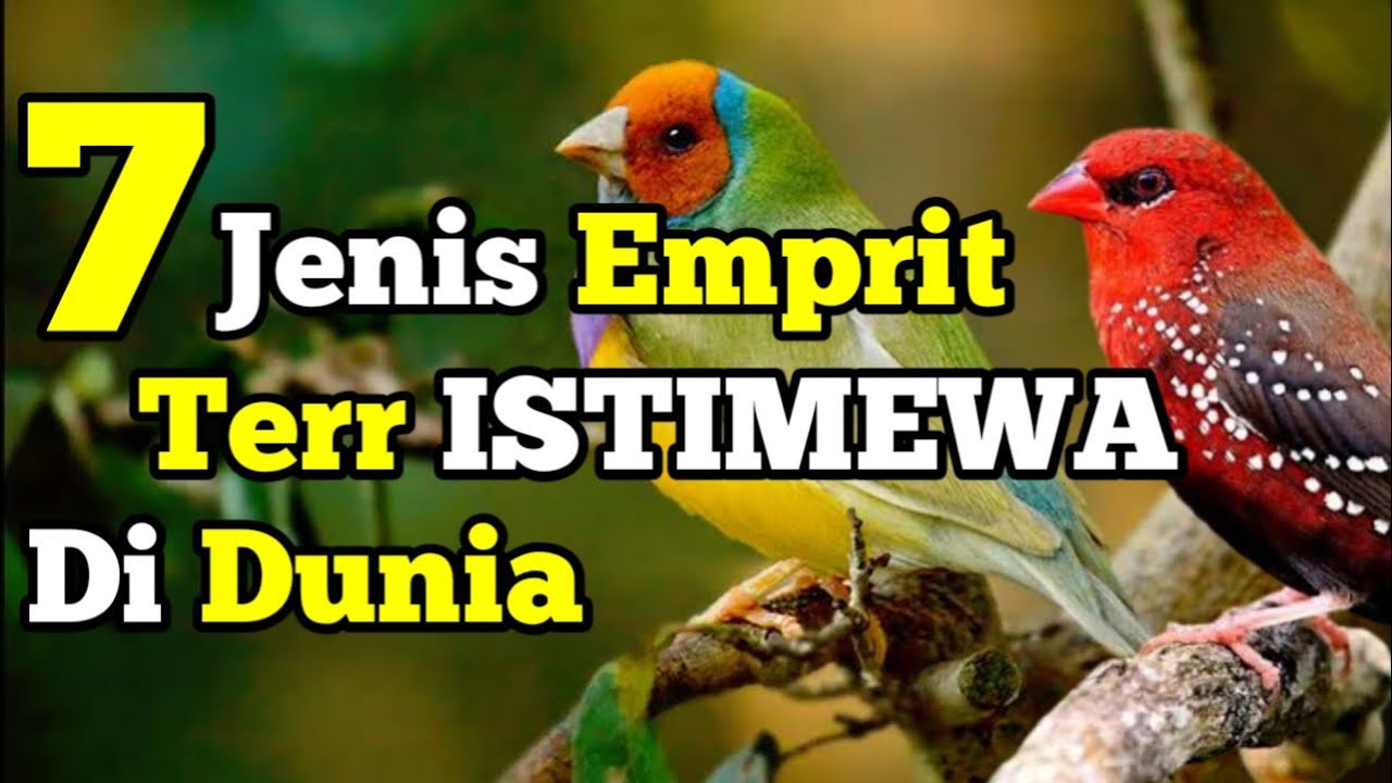 Burung Emprit Jenis: Mengenal Karakteristik dan Ciri-Ciri