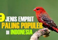 Jenis Burung Emprit Lokal: Keindahan dan Ragamnya