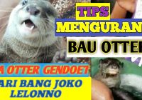 Cara Merawat Otter Agar Tidak Bau