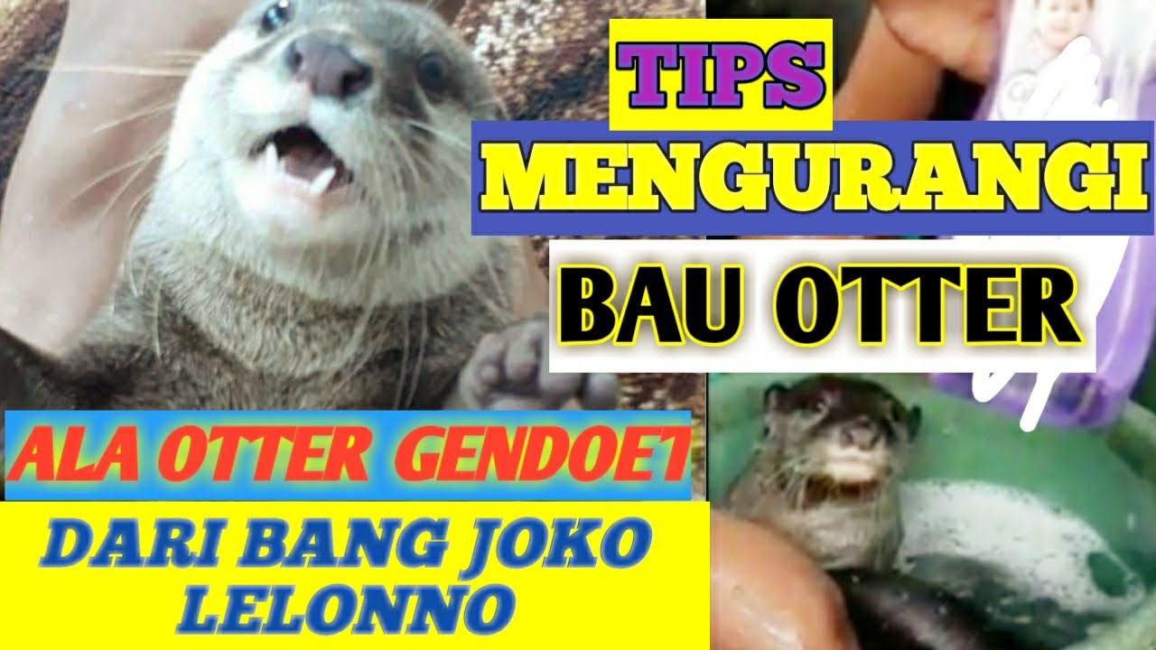 Cara Merawat Otter Agar Tidak Bau