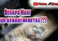 Berapa Hari Telur Merak Menetas?