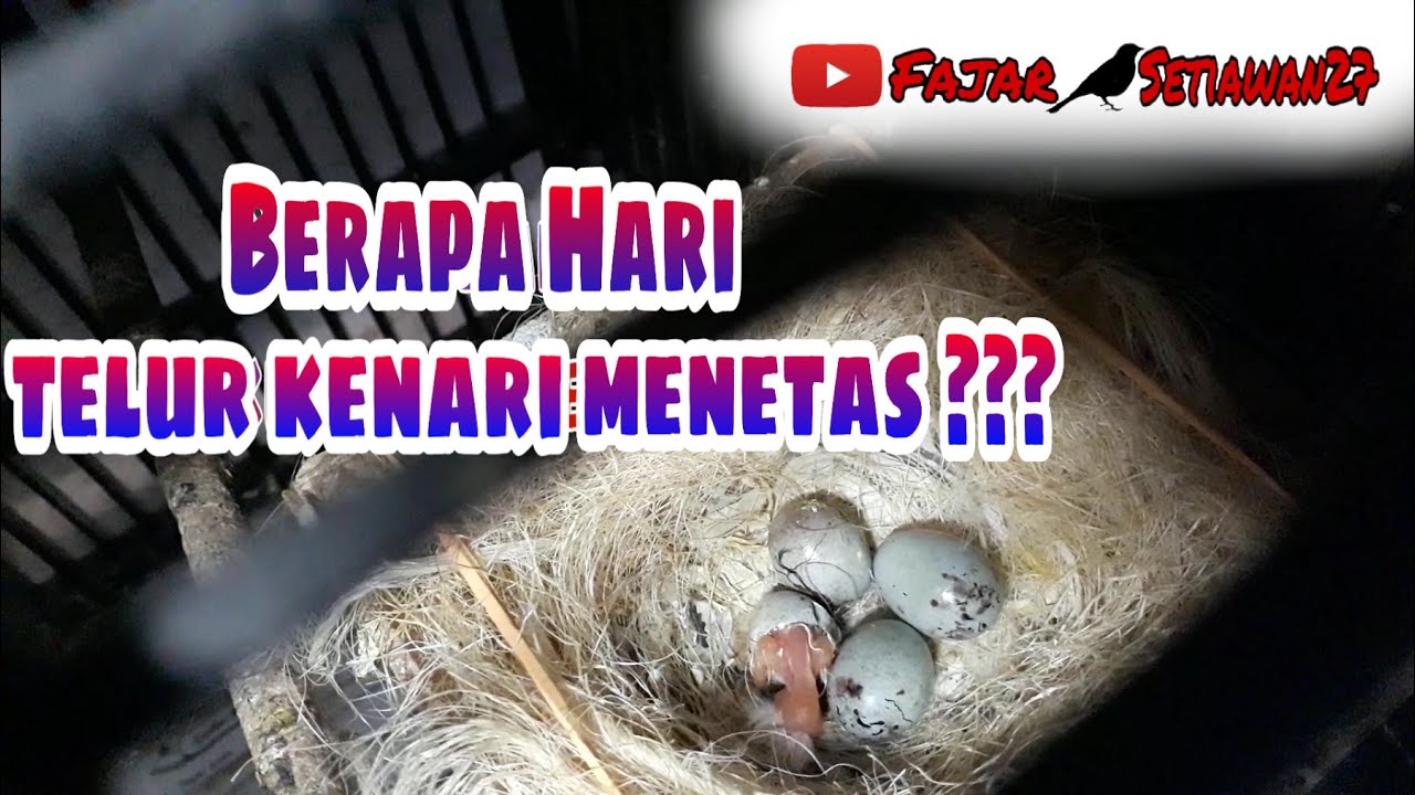Berapa Hari Telur Merak Menetas?
