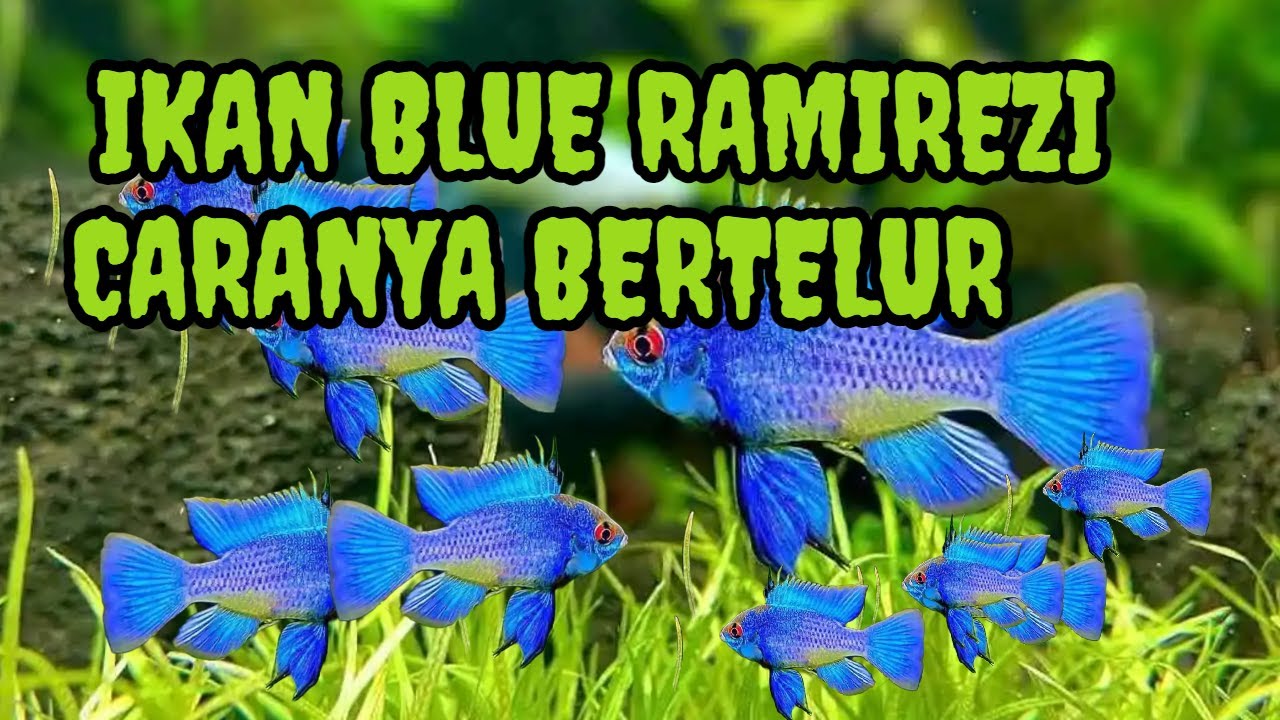 Berapa Hari Telur Ikan Blue Elektrik Menetas?