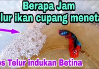 Berapa Hari Telur Cupang Menetas? Pembahasan Lengkap tentang Proses Penetasan Telur Cupang