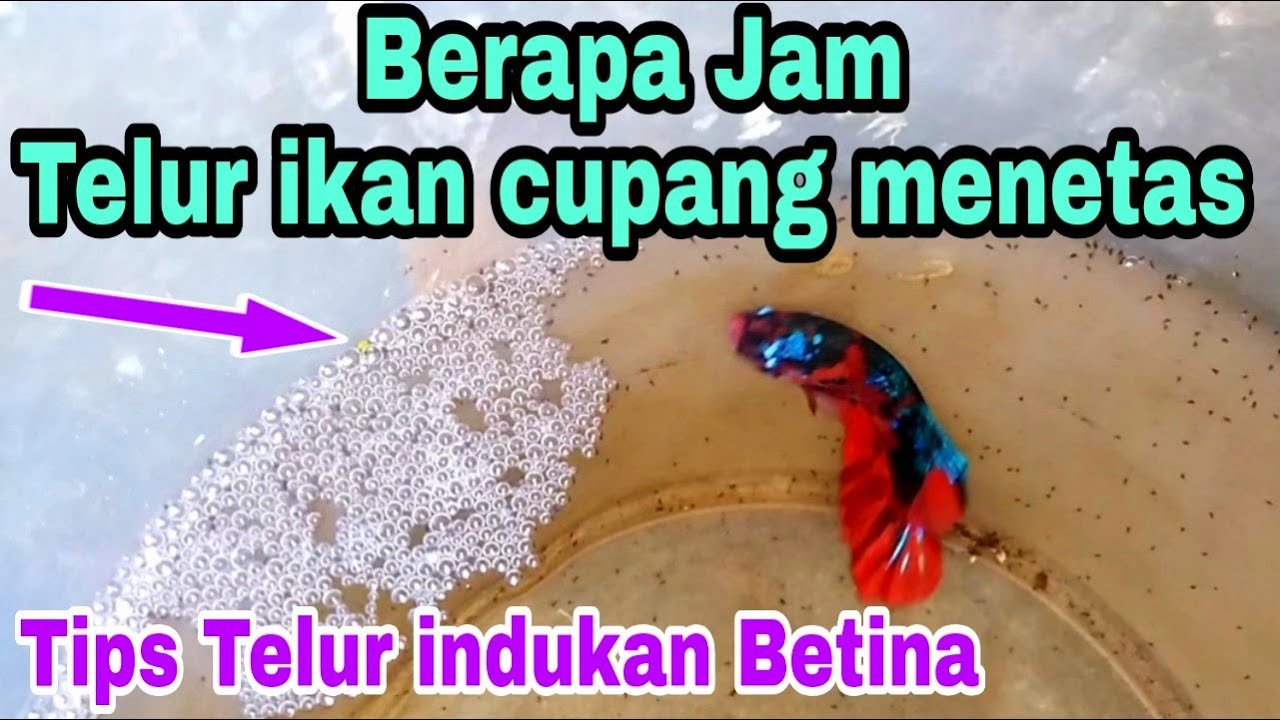 Berapa Hari Telur Cupang Menetas? Pembahasan Lengkap tentang Proses Penetasan Telur Cupang