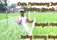 Jaring Burung Emprit Sawah: Solusi Efektif untuk Mengendalikan Populasi Burung Emprit
