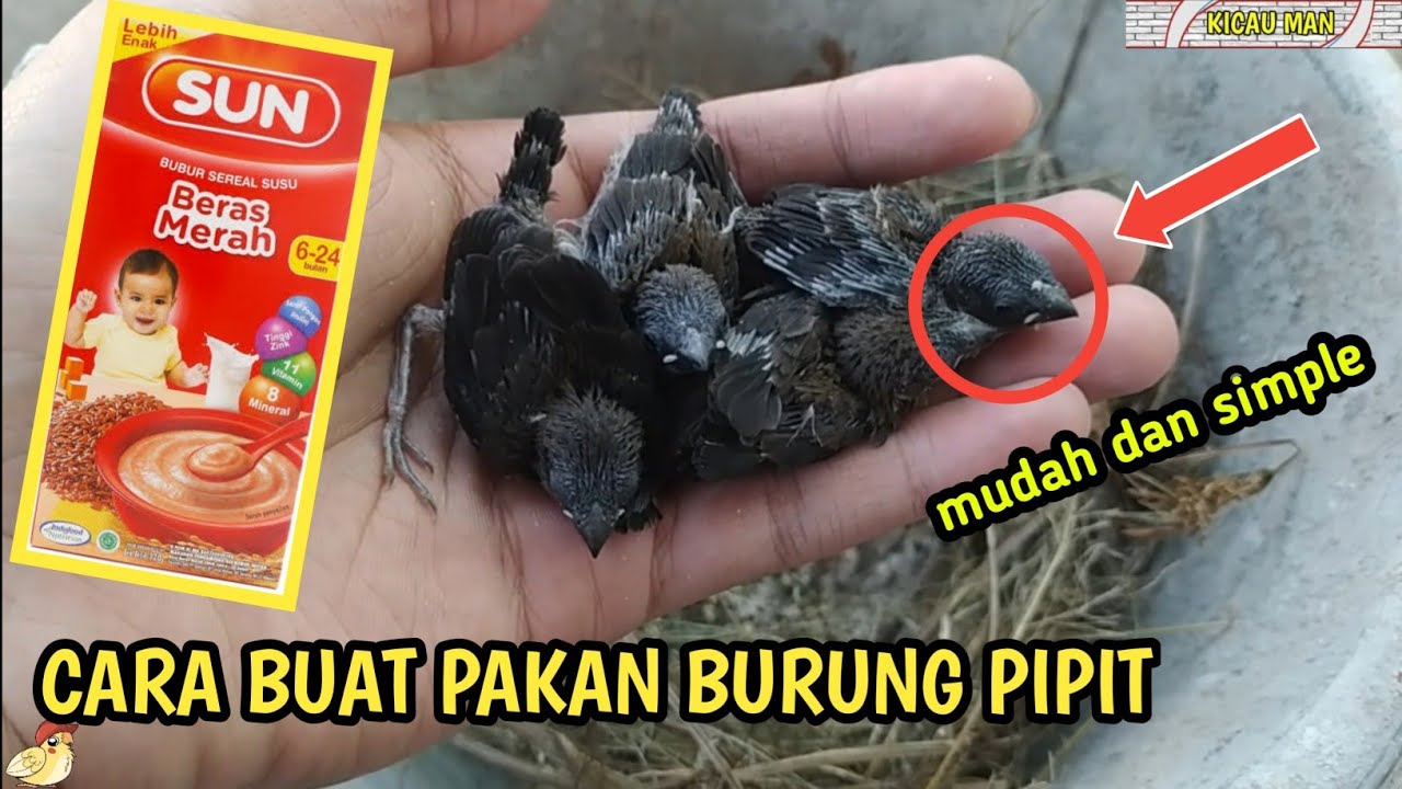 Lolohan Burung Emprit: Makanan Bernutrisi untuk Si Kecil