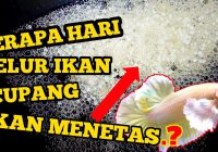 Berapa Hari Telur Ikan Cupang Menetas?