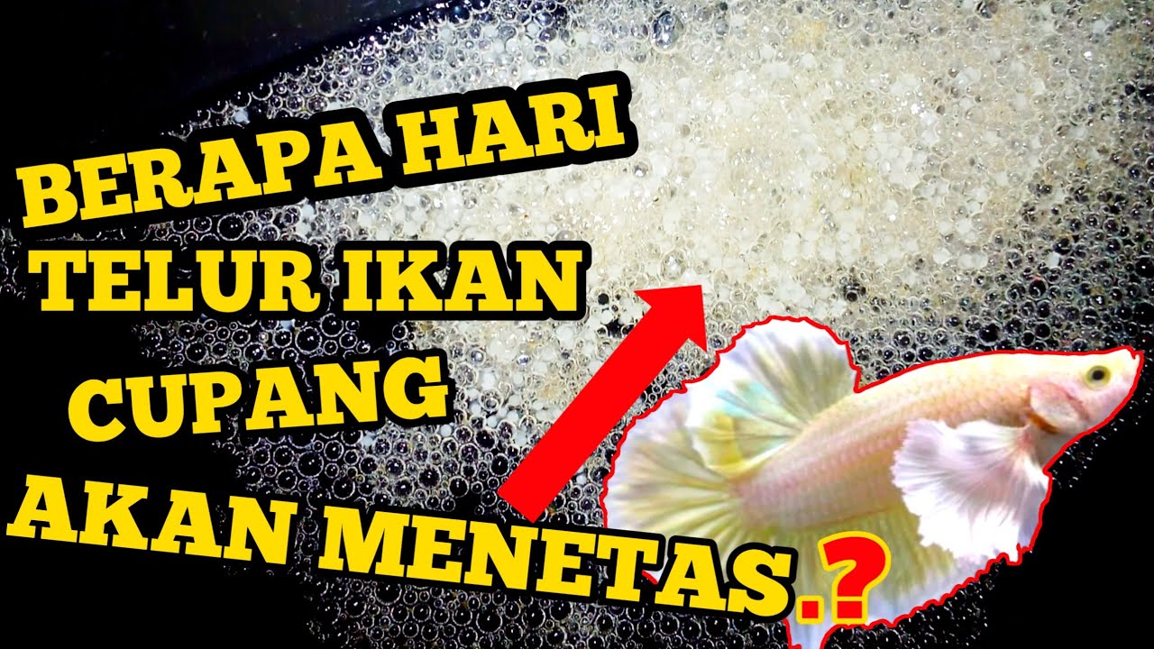 Berapa Hari Telur Ikan Cupang Menetas?