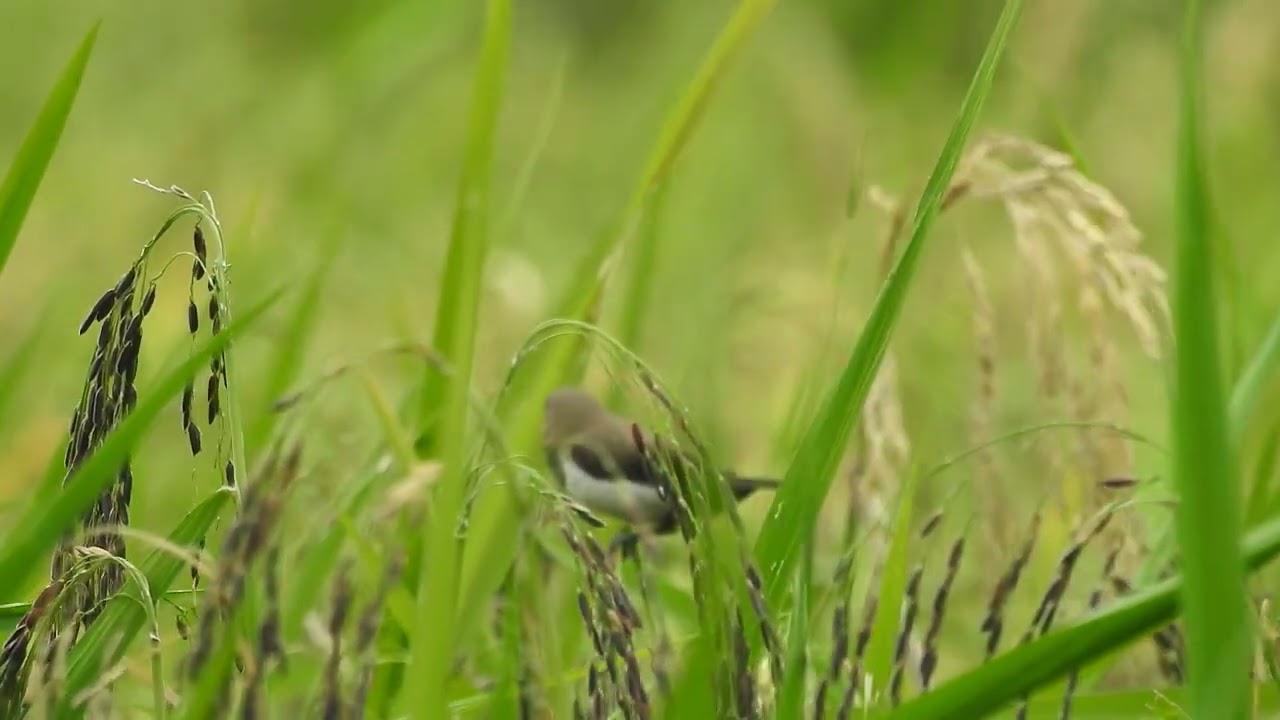 Burung Emprit Sawah Padi: Manfaat dan Dampak Kehadirannya di Pertanian