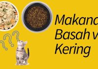 Apakah Makanan Kering Kucing Bisa Basi?
