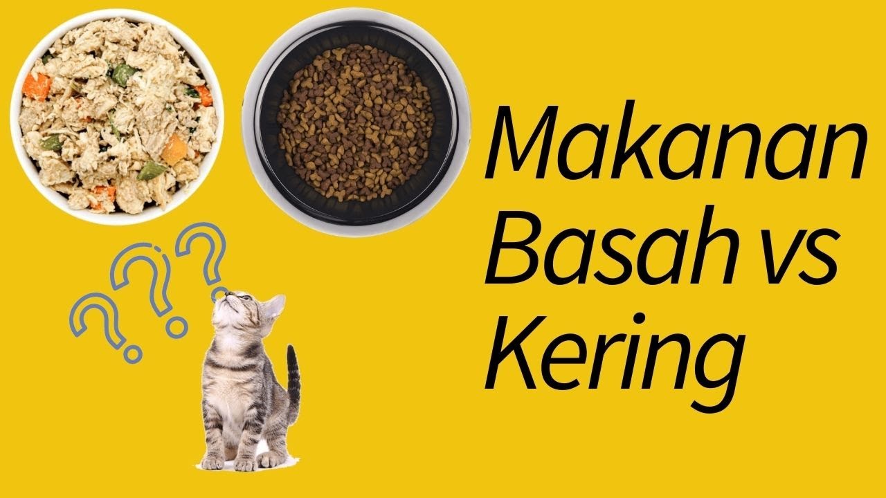 Apakah Makanan Kering Kucing Bisa Basi?