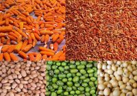 Makanan Burung Merpati Putih: Panduan Lengkap untuk Mempertahankan Kesehatan dan Kualitas