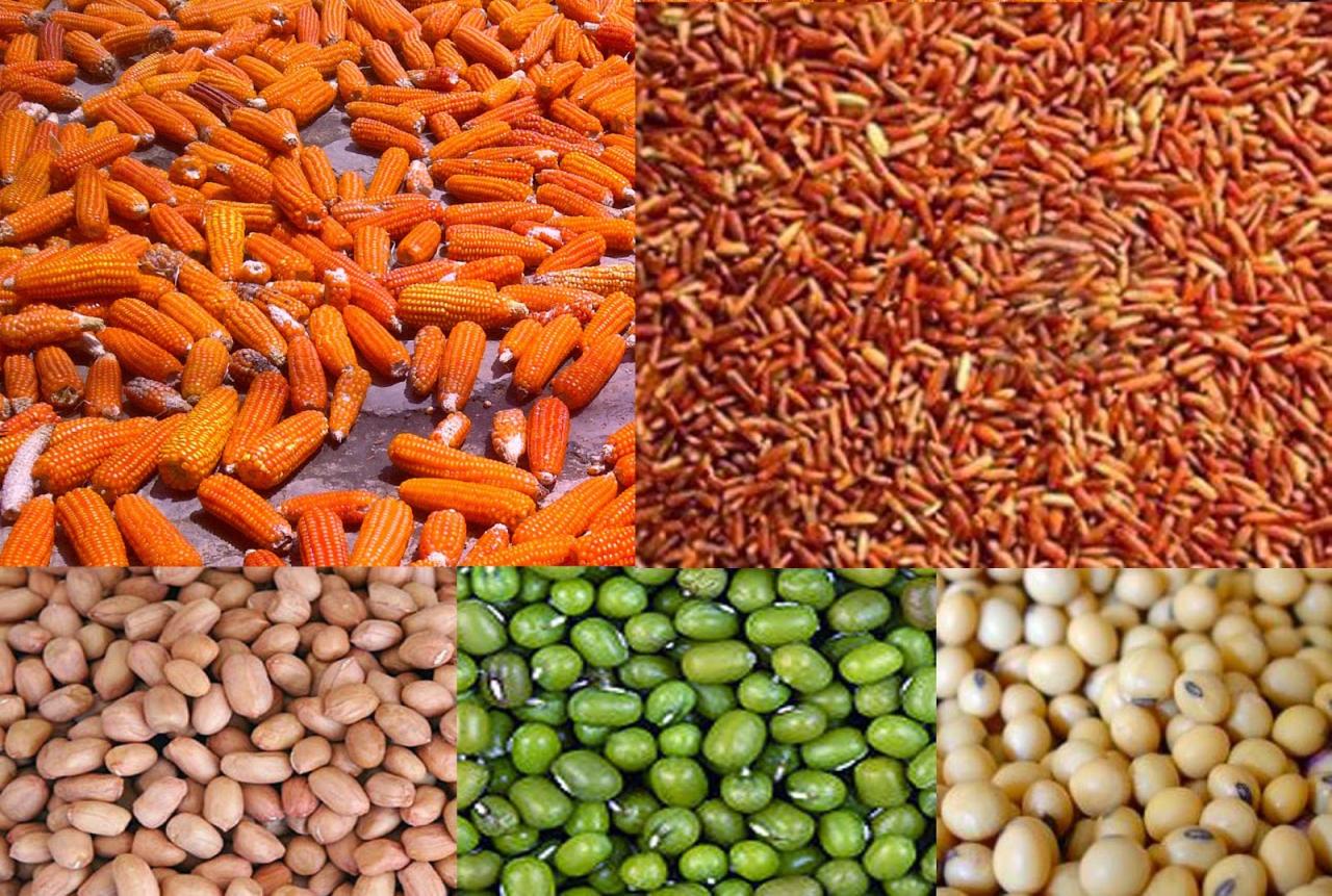 Makanan Burung Merpati Putih: Panduan Lengkap untuk Mempertahankan Kesehatan dan Kualitas