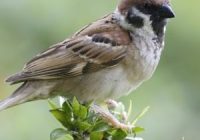 Burung Emprit Takut Sama Apa? Penyebab dan Cara Mengatasi