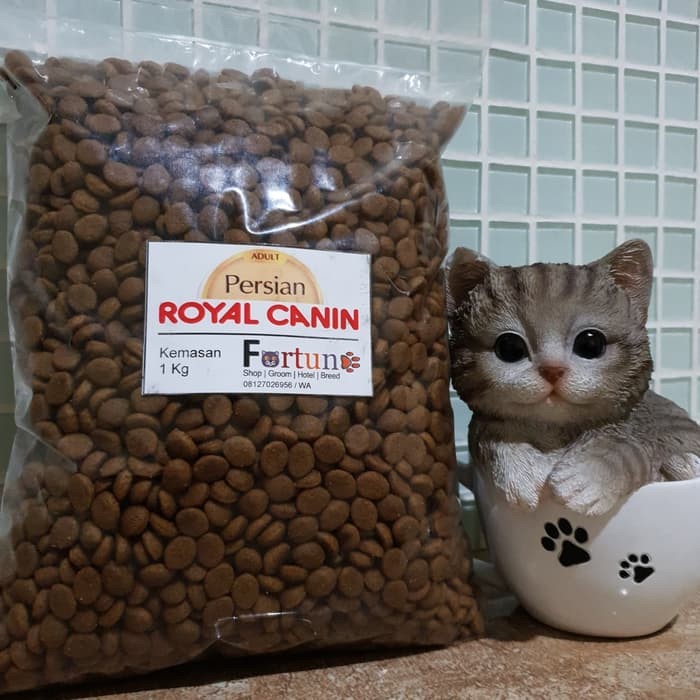 Makanan Kucing Persia Murah dan Sehat: Panduan Lengkap untuk Pemilik Kucing