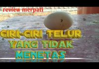 Ciri-Ciri Telur Merpati yang Tidak Menetas: Panduan Lengkap