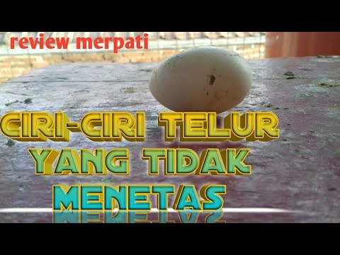 Ciri-Ciri Telur Merpati yang Tidak Menetas: Panduan Lengkap
