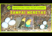 Berapa Hari Telur Lovebird Menetas?