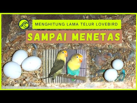Berapa Hari Telur Lovebird Menetas?