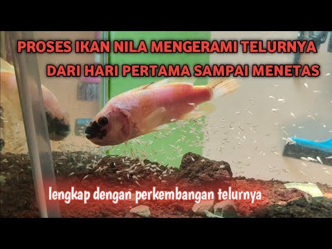 Berapa Hari Telur Ikan Nila Menetas? Pengetahuan Lengkap tentang Reproduksi Ikan Nila
