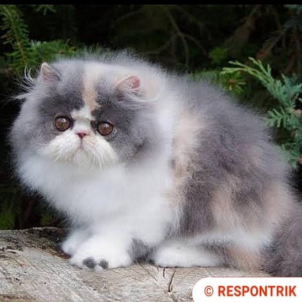 Harga Kucing Persia: Sebuah Pertimbangan untuk Pecinta Kucing