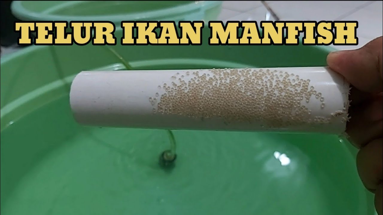Berapa Hari Telur Ikan Louhan Menetas?