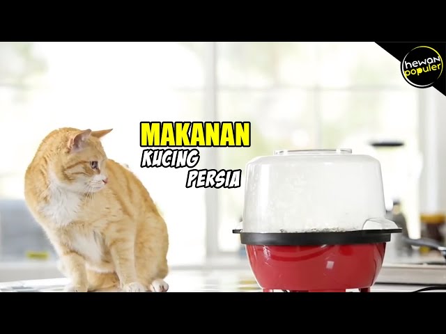 Makanan Kucing Persia Kitten Terbaik: Panduan untuk Pemilik Kucing Persia