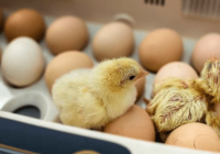 Berapa Hari Telur Ayam Bangkok Menetas?