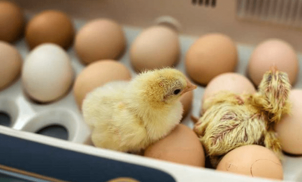 Berapa Hari Telur Ayam Bangkok Menetas?
