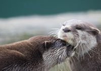 Perbedaan Otter dan Berang-Berang: Mengenal Dua Mamalia Semi-Akuatik yang Serupa