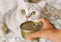 Makanan Basah Kucing Sebaiknya Disimpan Dimana?